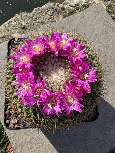 Mammillaria rubrograndis